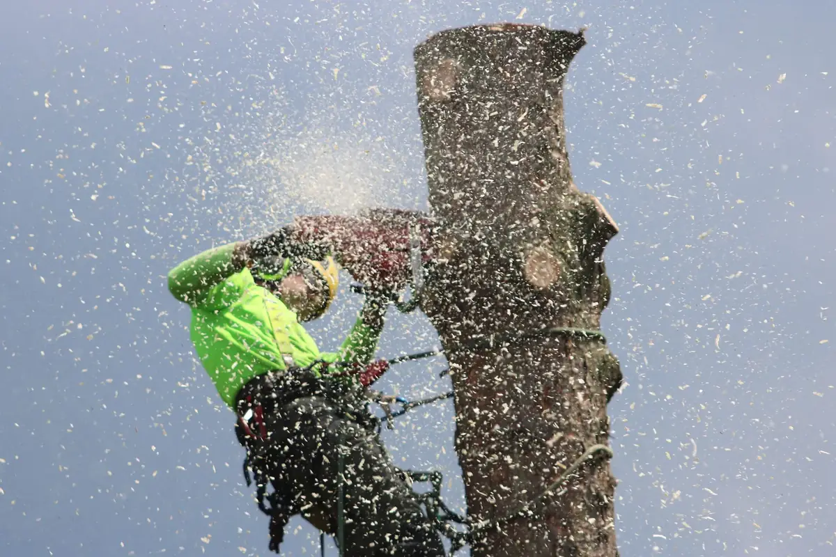 Tree cutting service in Walton County, GA