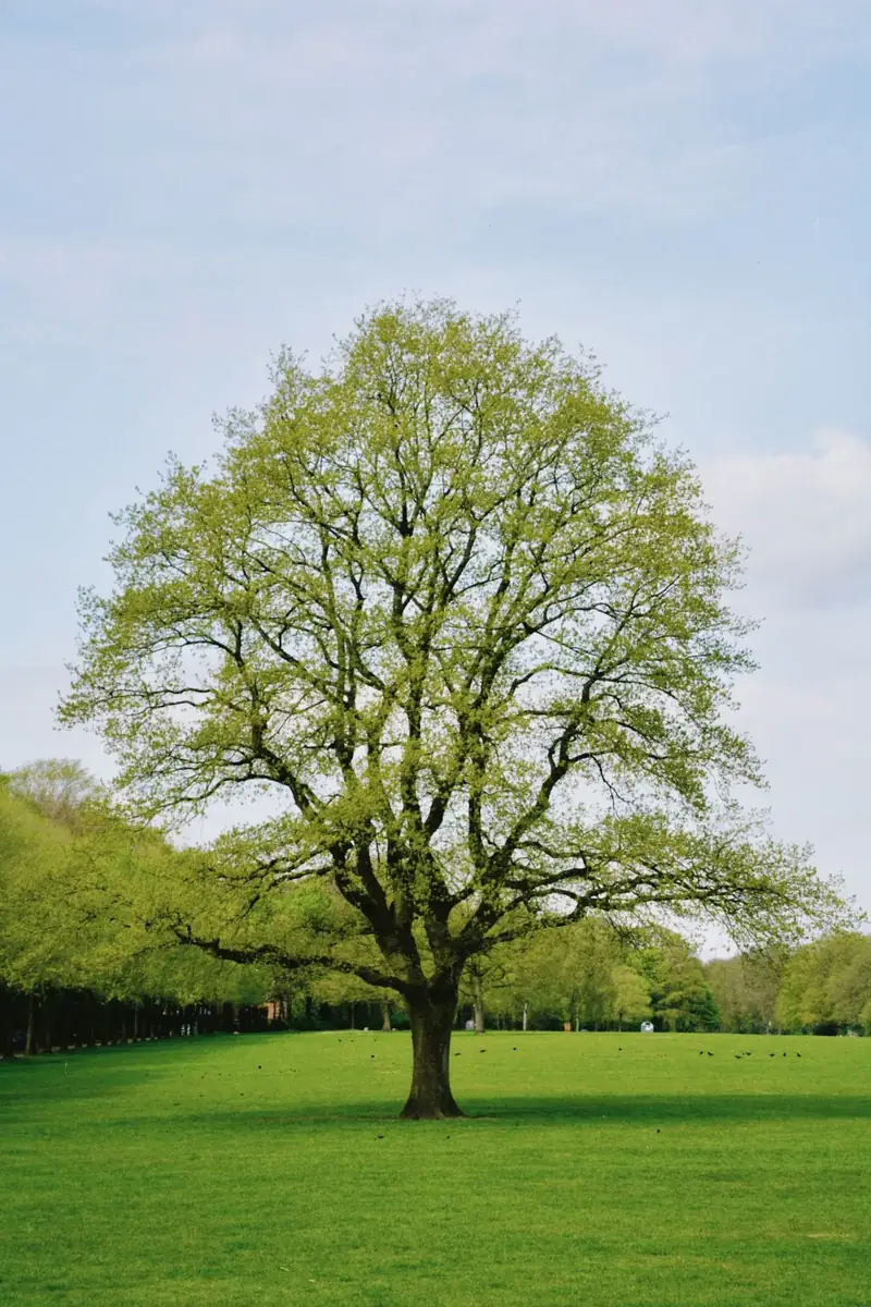 Tree health, fertilization and disease care in Walton County, GA