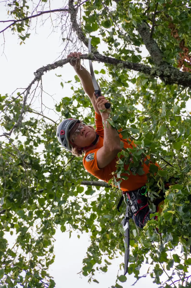 Tree trimming and pruning service in Monroe
